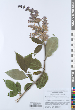 KPABG055018