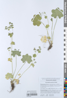 KPABG055026