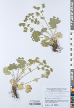 KPABG055034