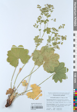 KPABG055036
