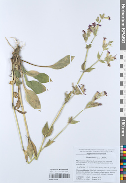 KPABG055038