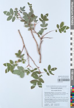 KPABG055054