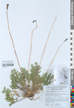 KPABG055061