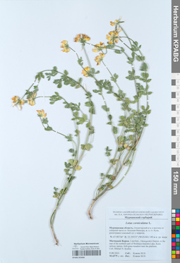KPABG055066