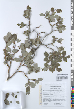 KPABG050445