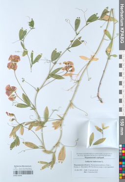 KPABG050448