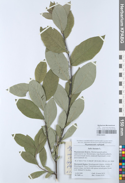 KPABG050452