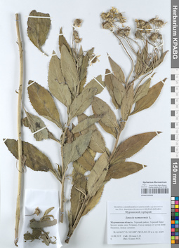 KPABG050506