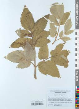 KPABG050513