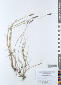 KPABG050527
