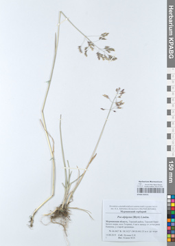 KPABG050531