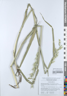 KPABG050627