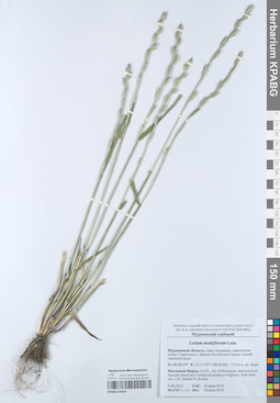KPABG050636