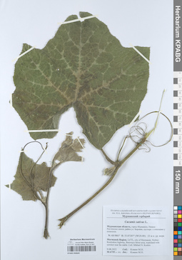 KPABG050645