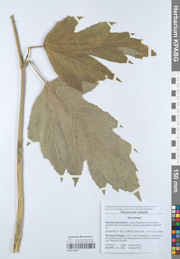 KPABG050647