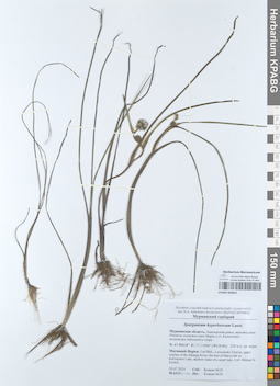 KPABG050653