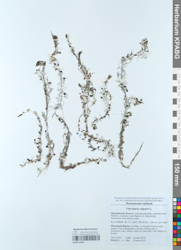 KPABG050656