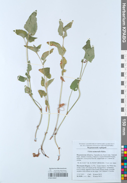 KPABG050667