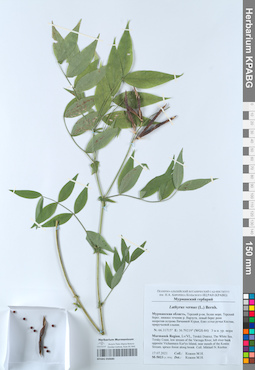 KPABG050680