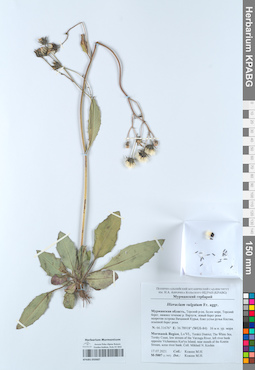 KPABG050687