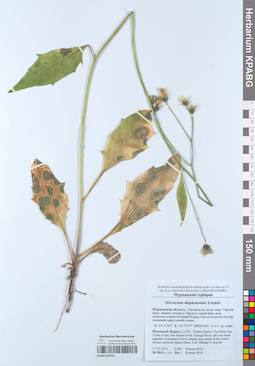KPABG050702