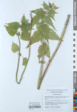 KPABG050710