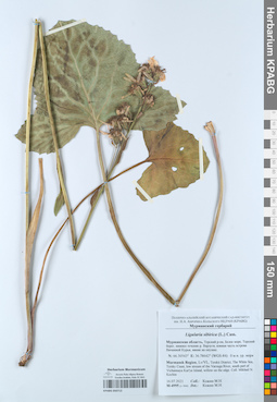 KPABG050713