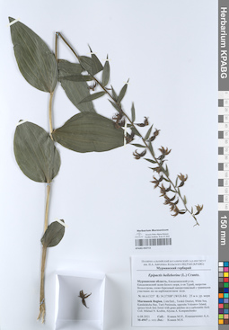 KPABG050715