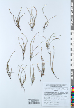 KPABG050734