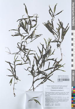 KPABG050736