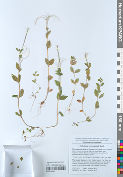 KPABG050746
