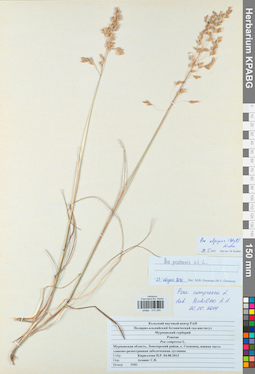 KPABG010294