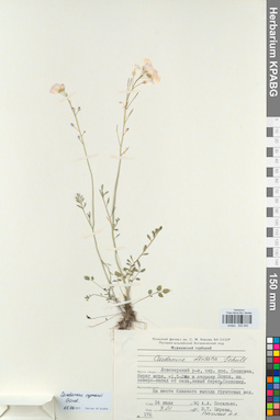 KPABG025040