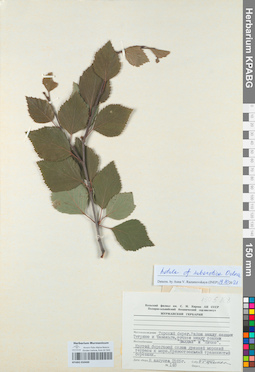 KPABG050400