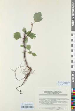 KPABG050420
