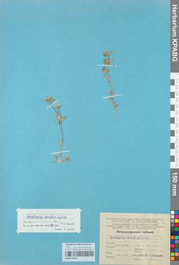 KPABG050428