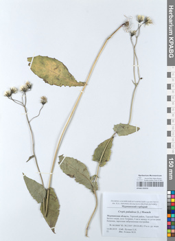 KPABG050550