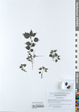 KPABG050559