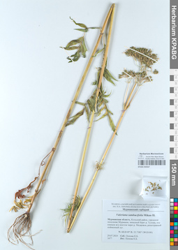 KPABG050567
