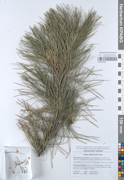 KPABG050581
