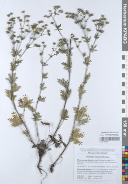 KPABG050593