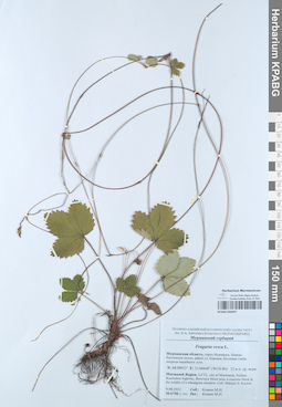 KPABG050597