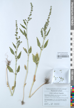 KPABG050603