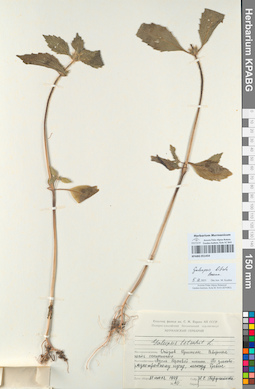 KPABG051454