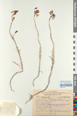 KPABG051495