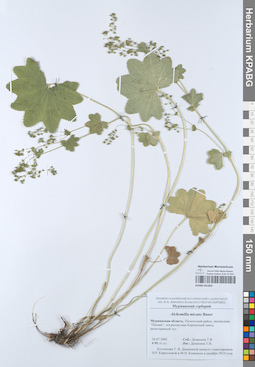 KPABG051663