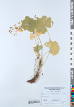 KPABG051664