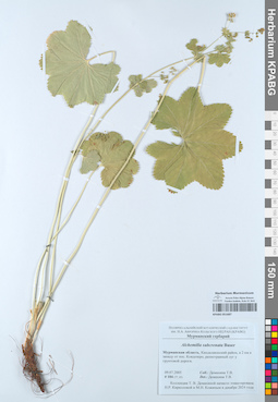 KPABG051687