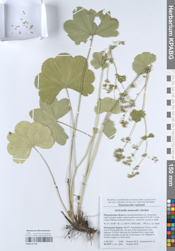 KPABG051796
