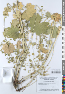 KPABG051803